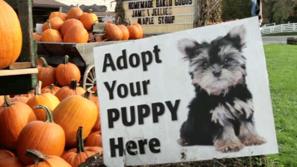 Photo from the movie Dog By Dog [2016]