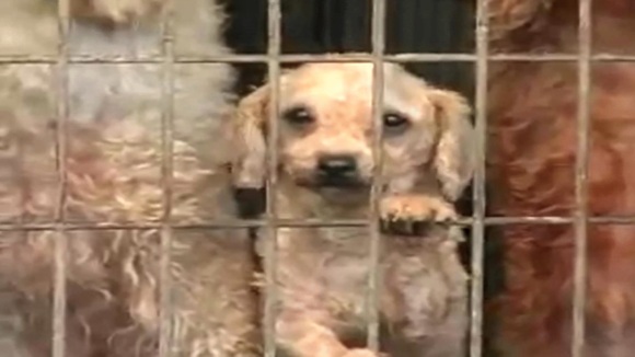 Photo from the movie Dog By Dog [2016]