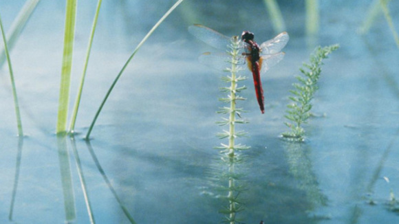 Photo from the movie The Field of Enchantment