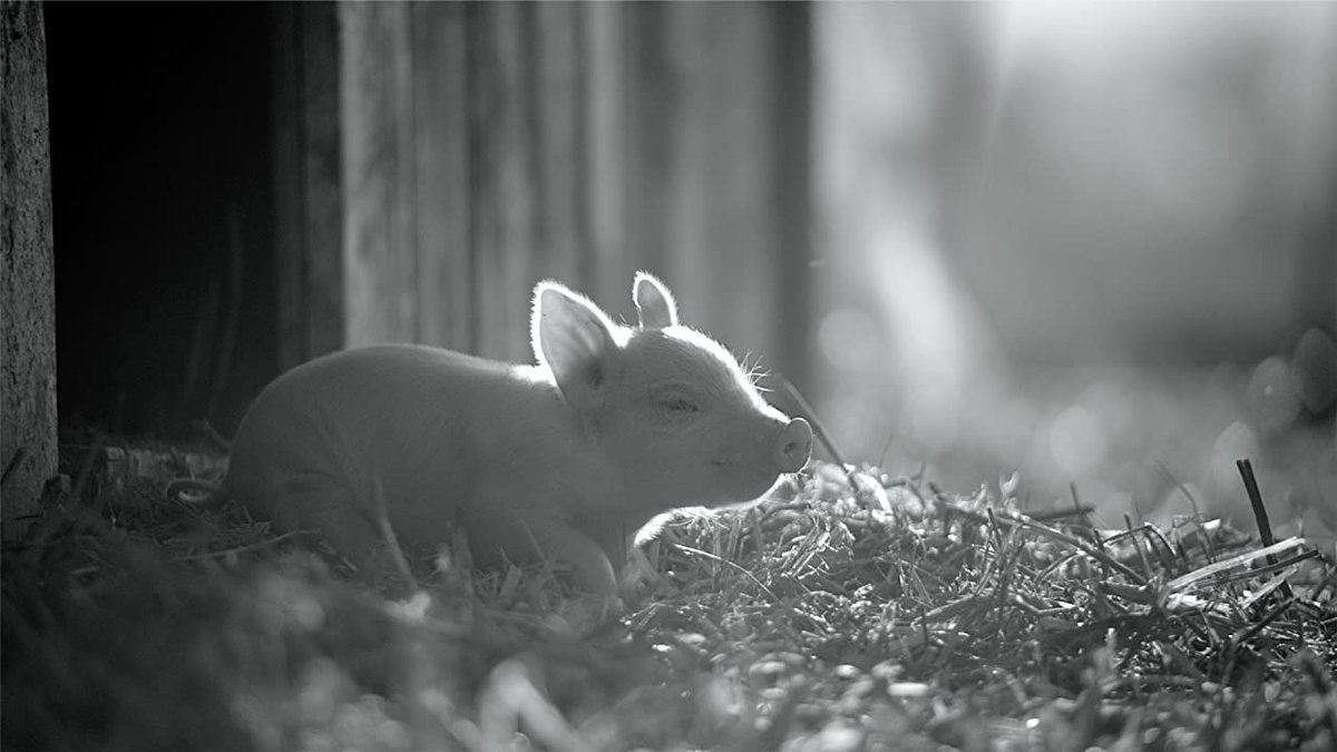 Photo du film Gunda [2020]