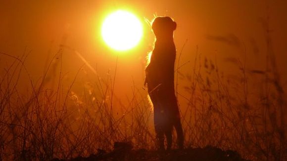 Photo from the movie Meerkats