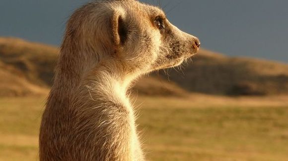 Photo from the movie Meerkats