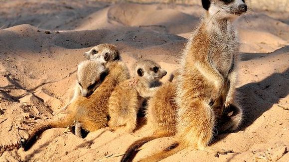 Photo from the movie Meerkats