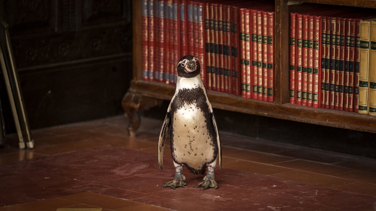 Photo from the movie The Penguin Lessons