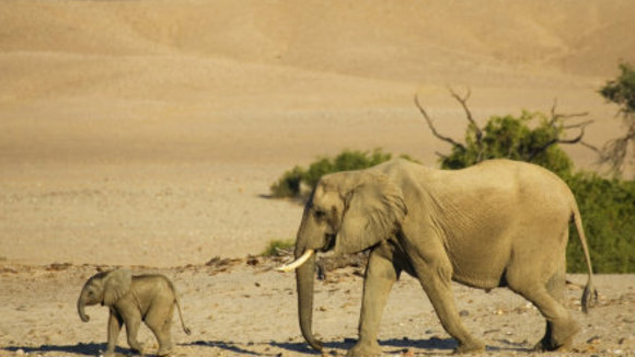 Photo du film Disneynature: Earth