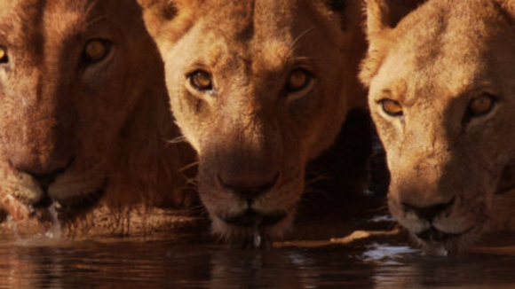 Photo du film Disneynature: Earth