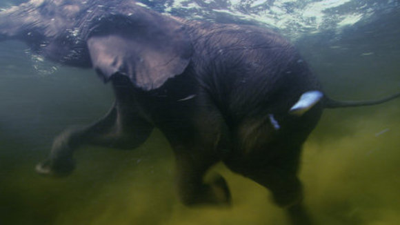 Photo du film Disneynature: Earth