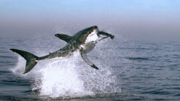 Photo du film Disneynature: Earth