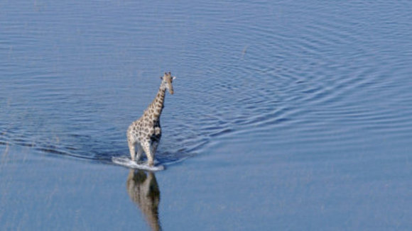 Photo du film Disneynature: Earth