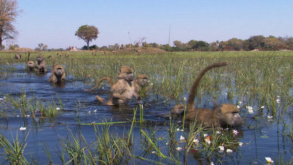 Photo du film Disneynature: Earth