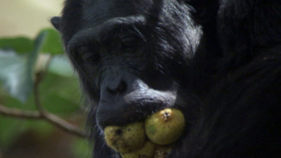 Photo du film Disneynature: Earth
