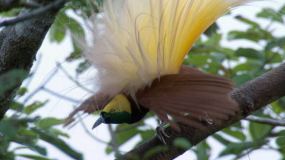 Photo du film Disneynature: Earth