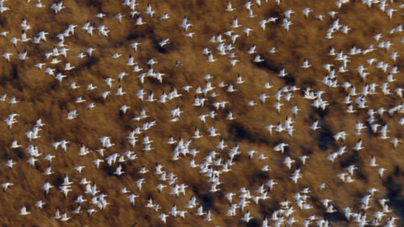 Photo du film Disneynature: Earth