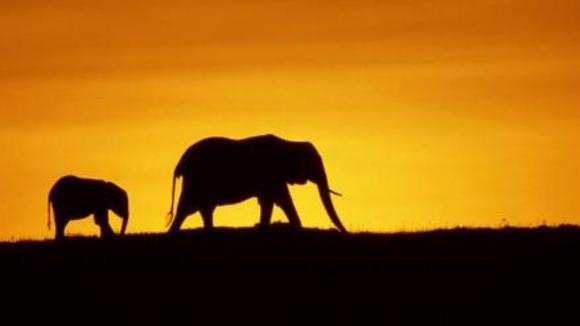 Photo du film Disneynature: Earth