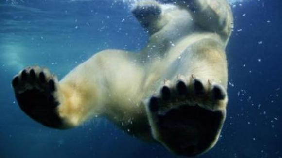 Photo du film Disneynature: Earth