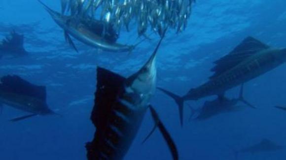 Photo du film Disneynature: Earth