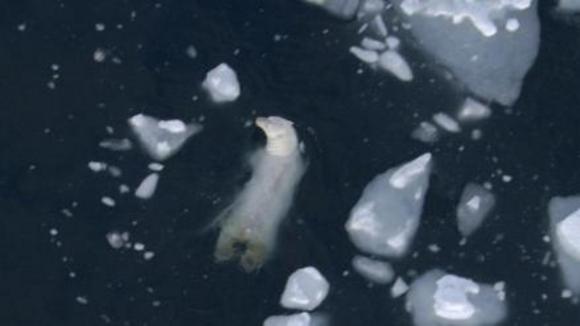 Photo du film Disneynature: Earth