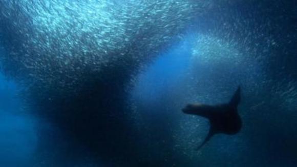 Photo du film Disneynature: Earth