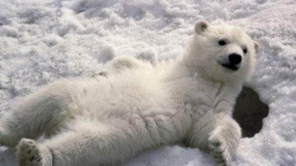 Photo du film Disneynature: Earth