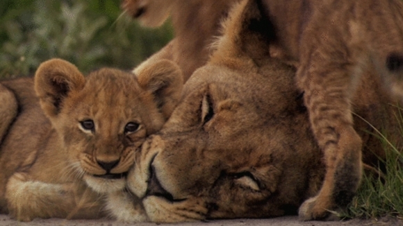 Photo du film The Last Lions