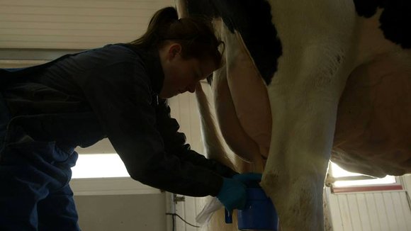 Photo du film Le Plancher des vaches