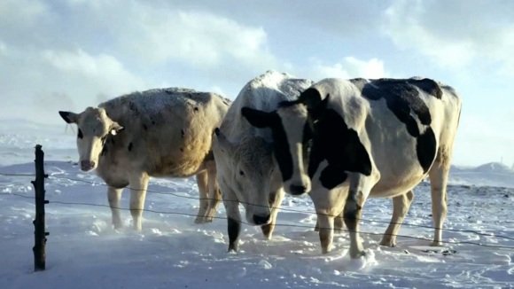 Photo du film Le Plancher des vaches