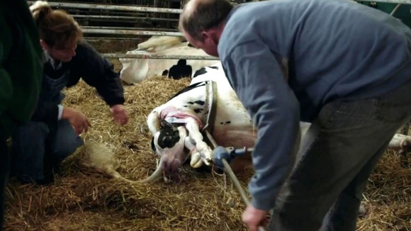 Photo du film Le Plancher des vaches
