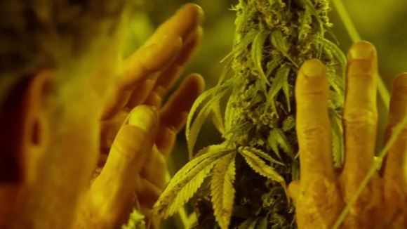 Photo du film Kid Cannabis