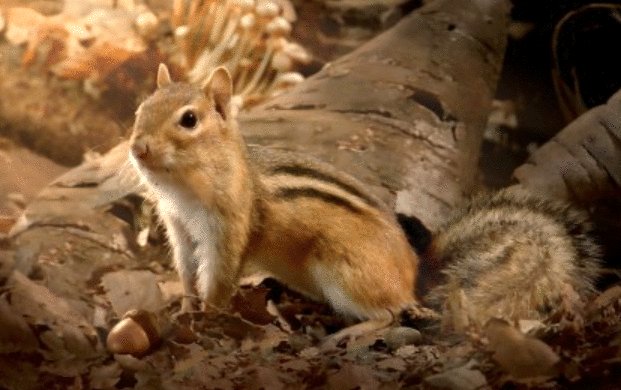 Photo from the movie Tiny Giants