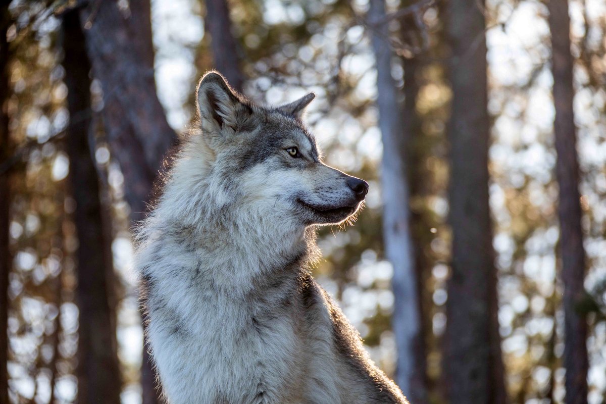 Photo du film Le loup et le lion [2021]