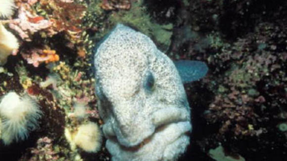 Photo du film Deep Sea