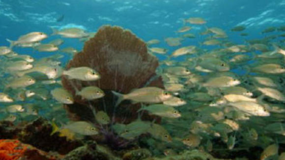 Photo du film Deep Sea