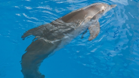 Photo from the movie Dolphin Tale