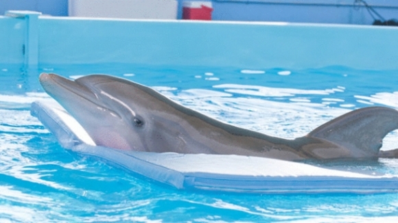 Photo from the movie Dolphin Tale