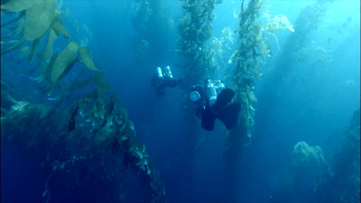 Photo from the movie The Loneliest Whale: The Search for 52 [2021]