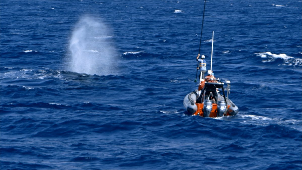 Photo from the movie The Loneliest Whale: The Search for 52 [2021]