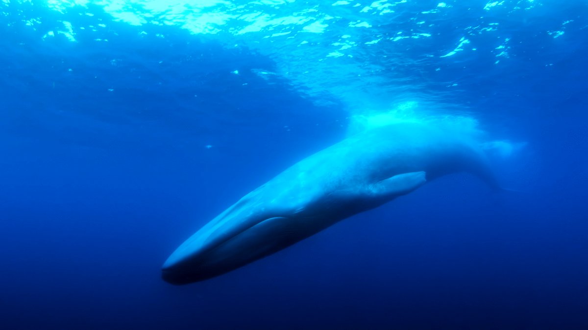 Photo from the movie The Loneliest Whale: The Search for 52 [2021]
