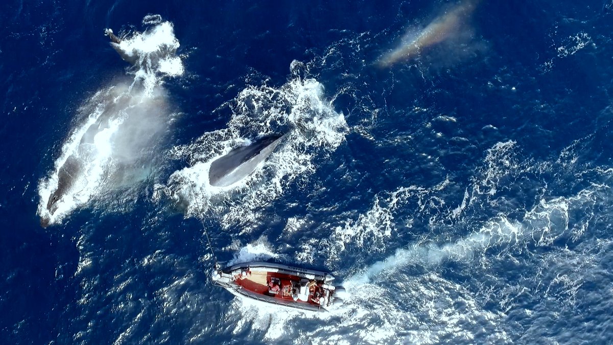 Photo from the movie The Loneliest Whale: The Search for 52 [2021]