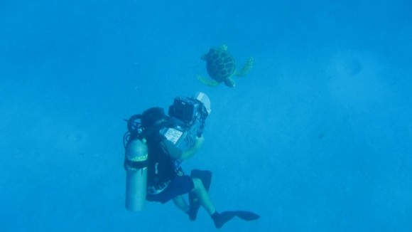 Photo du film Turtle: The Incredible Journey