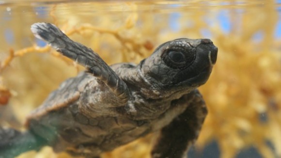 Photo du film Turtle: The Incredible Journey