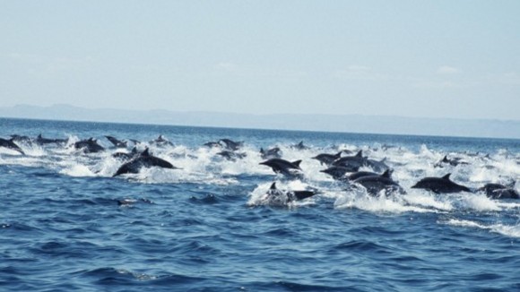 Photo du film Turtle: The Incredible Journey