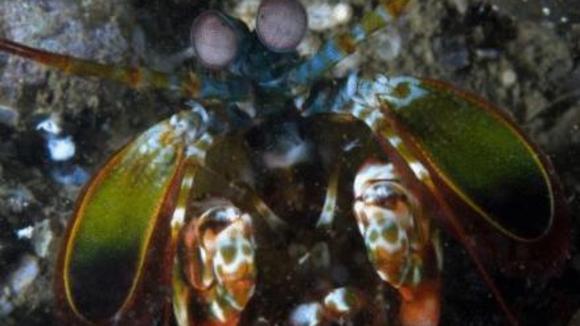 Photo du film Merveilles des mers