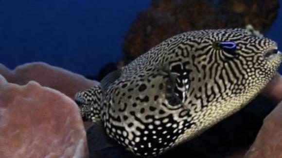 Photo du film Merveilles des mers