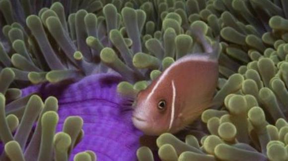 Photo du film Merveilles des mers