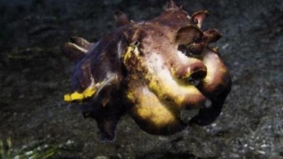 Photo du film Merveilles des mers