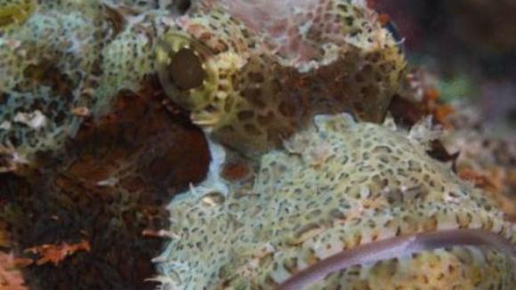 Photo du film Merveilles des mers