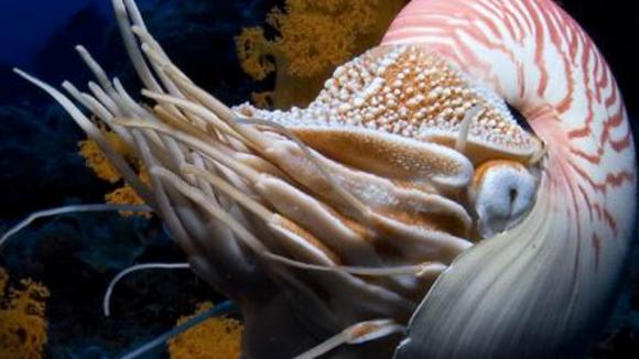 Photo du film Merveilles des mers