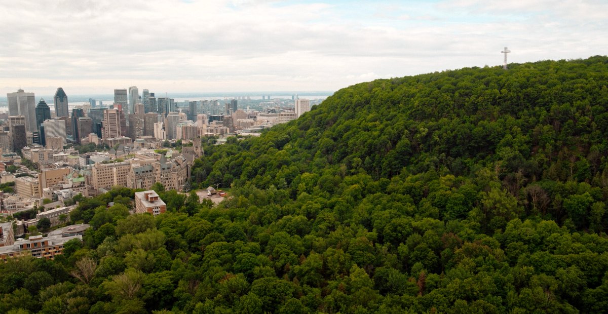 Photo from the movie Forêts urbaines