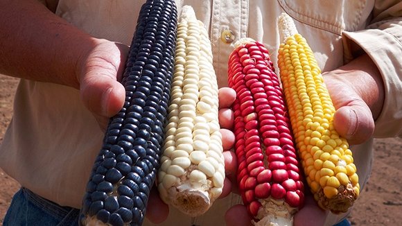 Photo du film Seed: The Untold Story