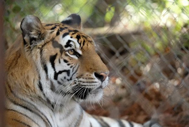 Photo du film Et surgit le tigre [2022]